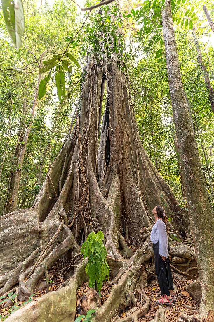 Tourist admires the jungle giant Makayuk - The Old Tree in the jungle of the island of Ko Kut or Koh Kood in the Gulf of Thailand, AsiaKo Kut or Koh Kood, island in the Gulf of Thailand, Asia