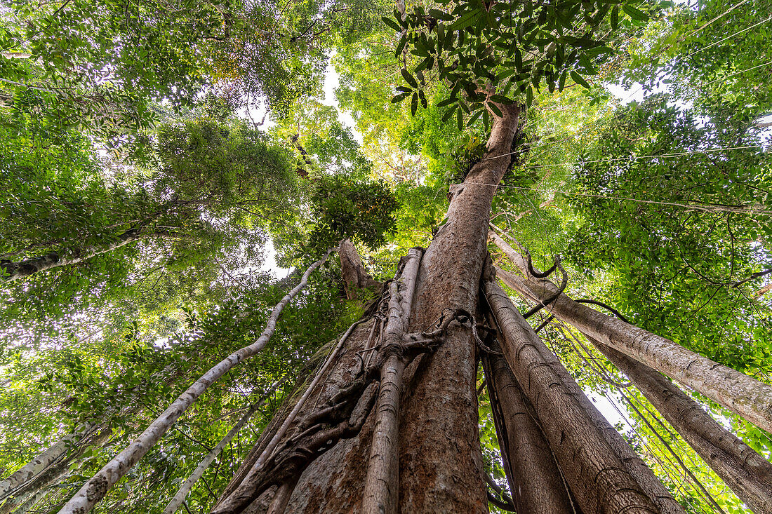Alter Urwaldriese Makayuk - The Old Tree im Dschungel der Insel Ko Kut oder Koh Kood im Golf von Thailand, Asien 