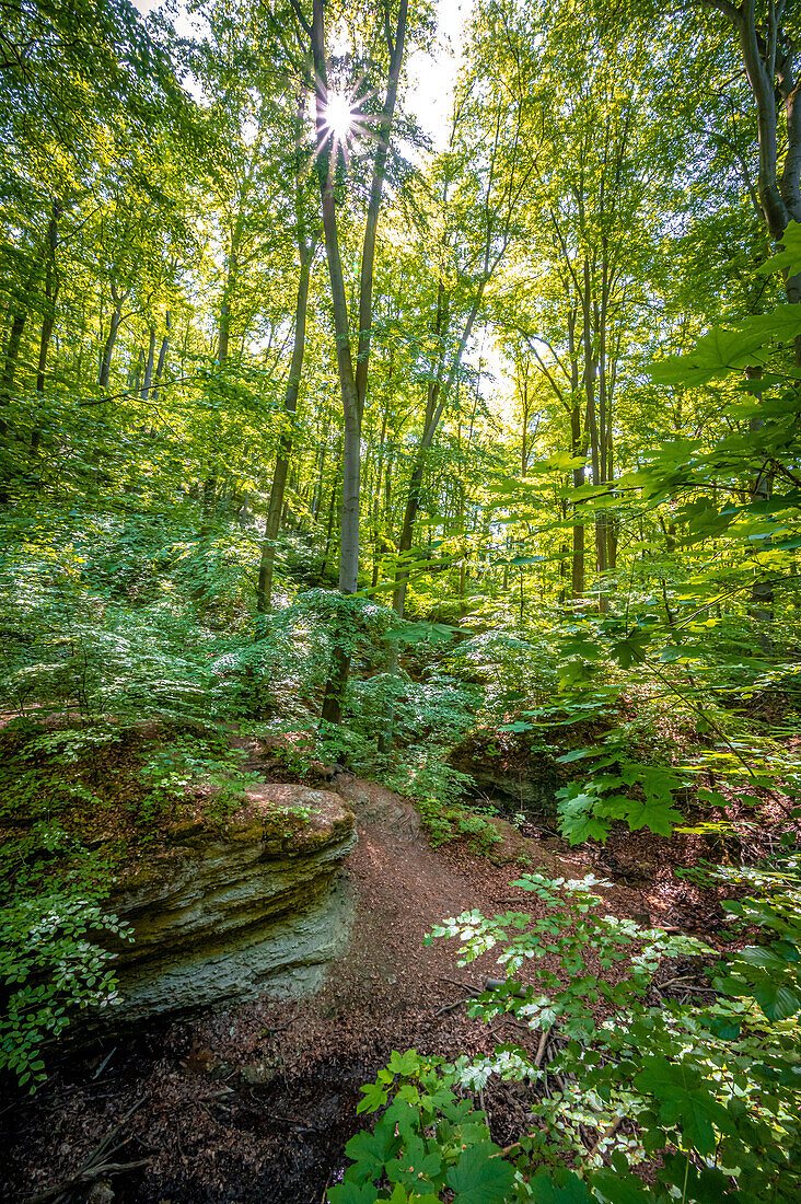 Kalksteinfelsen im Mischwald am Burschenplatz im Rautal Waldgebiet mit Sonnenstern im Sommer, Jena, Thüringen, Deutschland