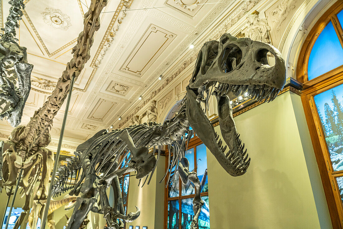 Dinosaur skeleton in the dinosaur hall of the Natural History Museum Vienna, Austria, Europe