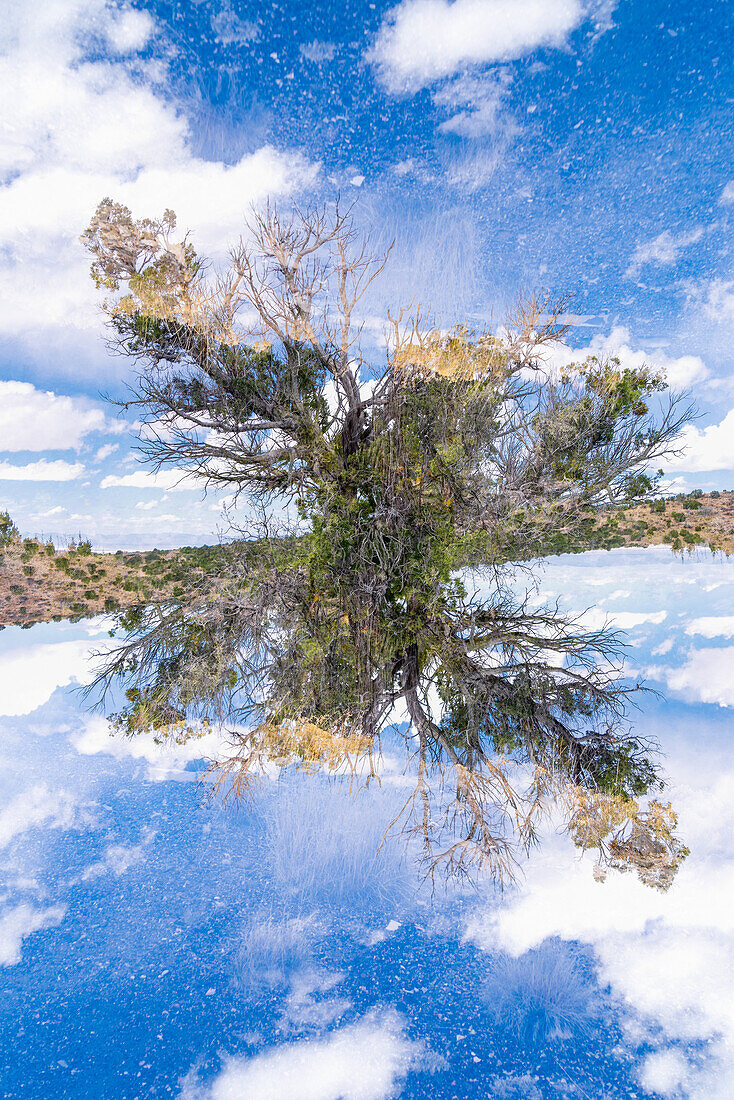 Double exposure of a plant growing in New Mexico desert.