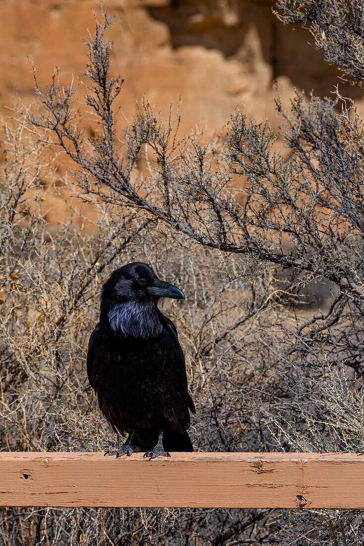 A blackbird in Hungo Pavi, a Ancestral Puebloan great house and archaeological site in Chaco Canyon, New Mexico, United States.