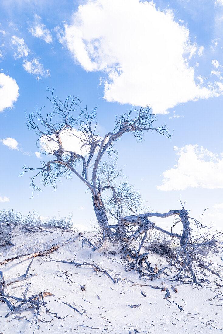 Kleines Wachstum auf den Gipsdünen des White Sands National Monument in New Mexico.