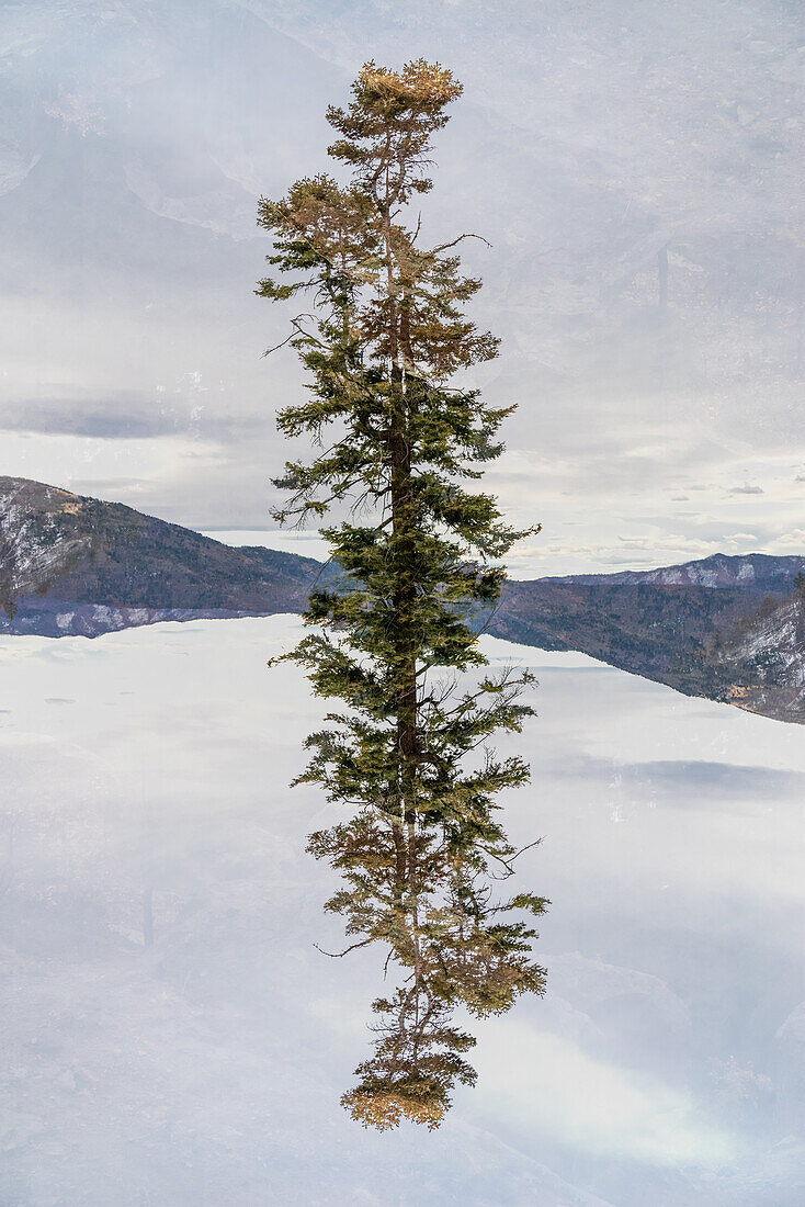 Double exposure of a tree in a desert landscape