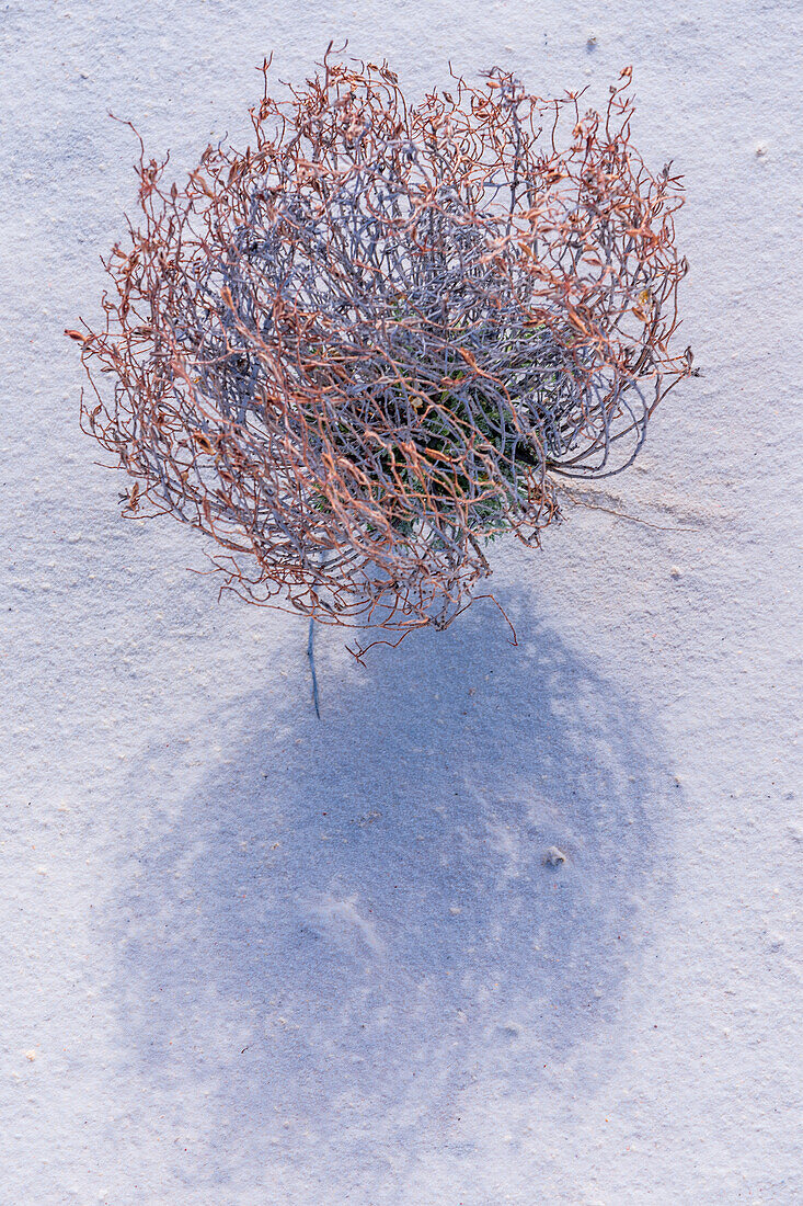 Small growth on the Gypsum dunes of White Sands National Monument in New Mexico.