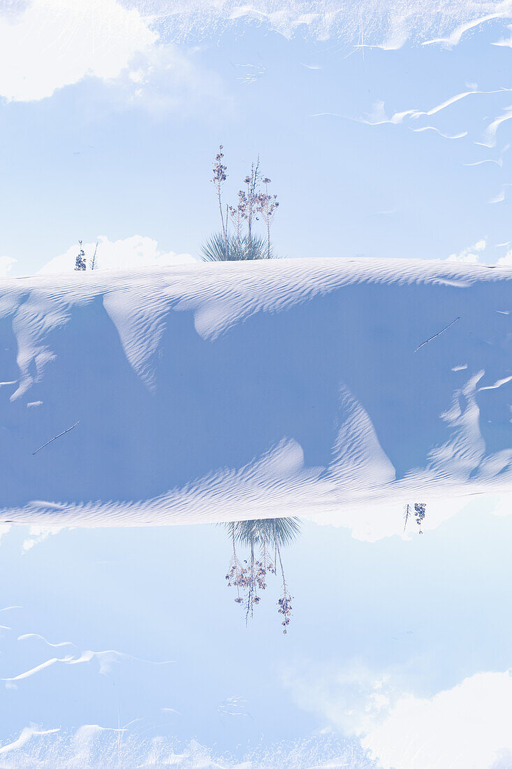 Double exposure of small growth on the Gypsum dunes of White Sands National Monument in New Mexico.