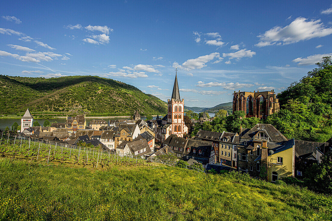 View from the vineyard to the old town of Bacharach, Upper Middle Rhine Valley, Rhineland-Palatinate, Germany