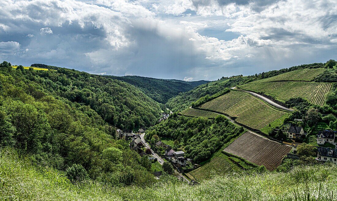 View from Rheinfels Castle into a side valley in the Hunsrück with vineyards, forests and rapeseed fields, St. Goar, Upper Middle Rhine Valley, Rhineland-Palatinate, Germany