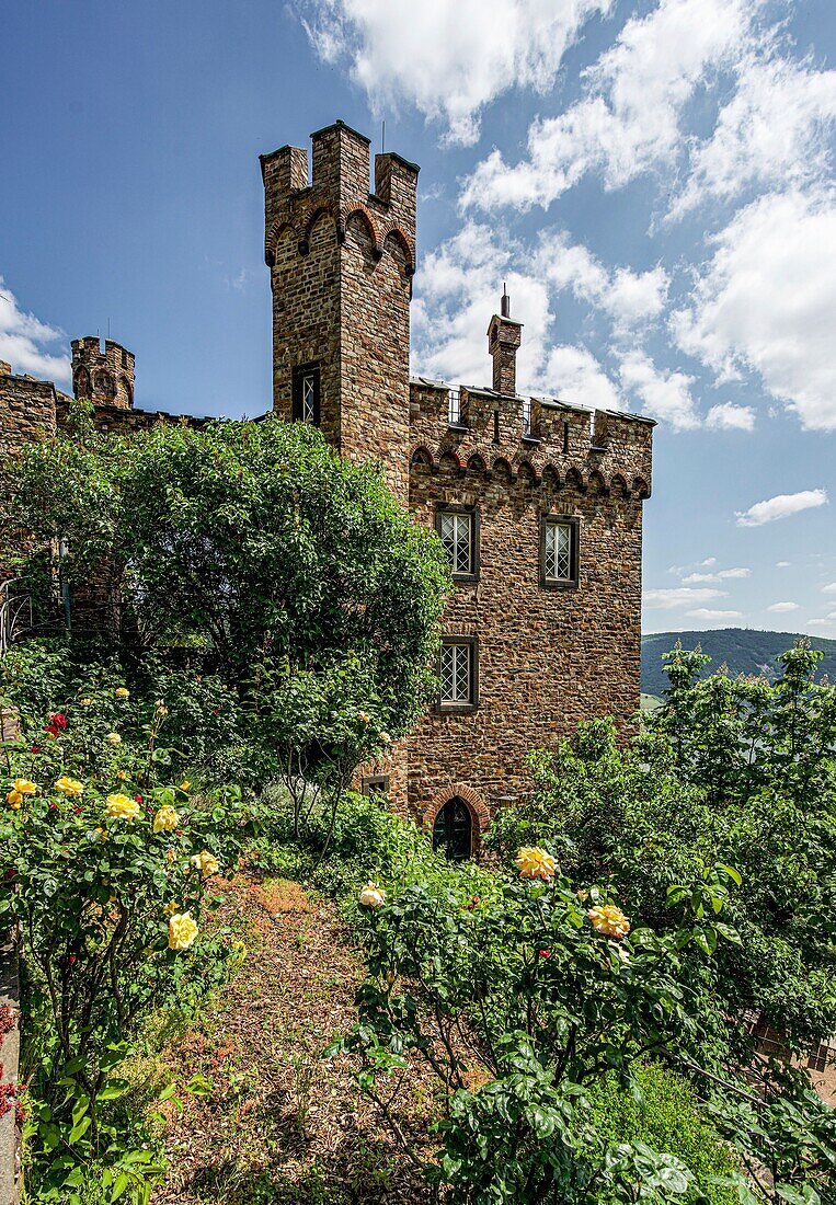 Burg Sooneck, Garten mit Rosen, Südturm und Zinnen der Vorburg, Niederheimbach, Oberes Mittelrheintal, Rheinland-Pfalz, Deutschland