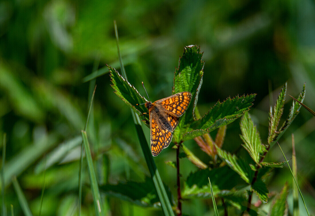 Golden Fritillary (Euphydryas aurinia) in the European protected area Oichtenriede, Salzburg, Austria