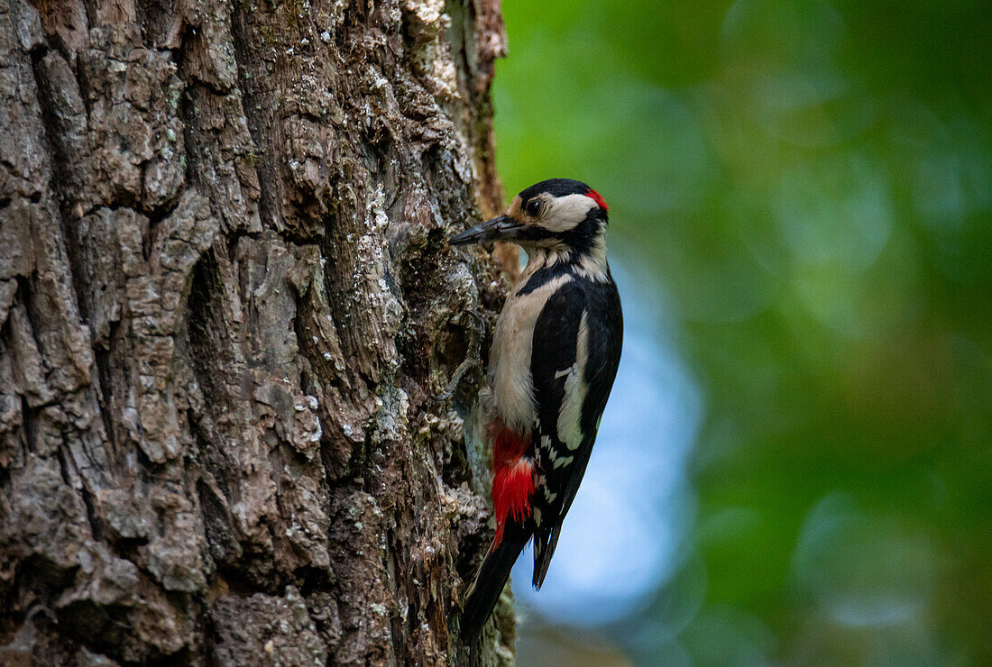 Buntspecht (Dendrocopos major), Männchen, futtertragend am Salzachsee in Salzburg, Oesterreich