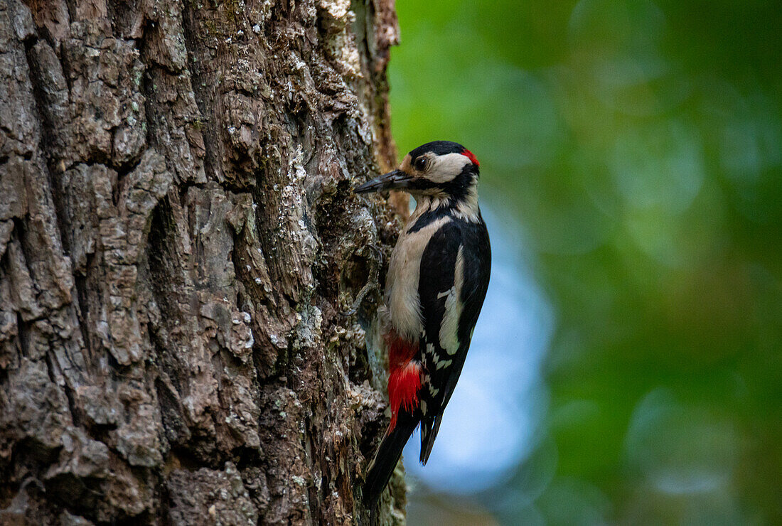 Great spotted woodpecker (Dendrocopos major), male, foraging at the Salzachsee in Salzburg, Austria