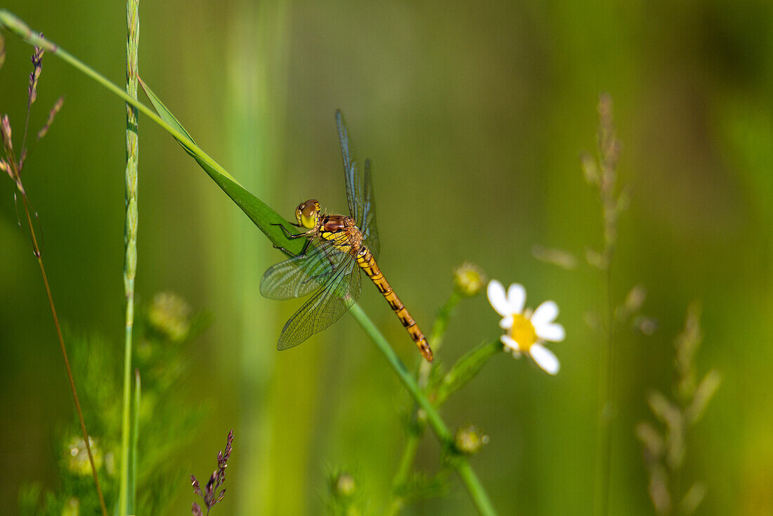 Große Heidelibelle (Sympetrum striolatum), frisch geschlüpftes Weibchen samt Exuvie, Natura 2000 Schutzgebiet Salzachauen, Salzburg, Oesterreich