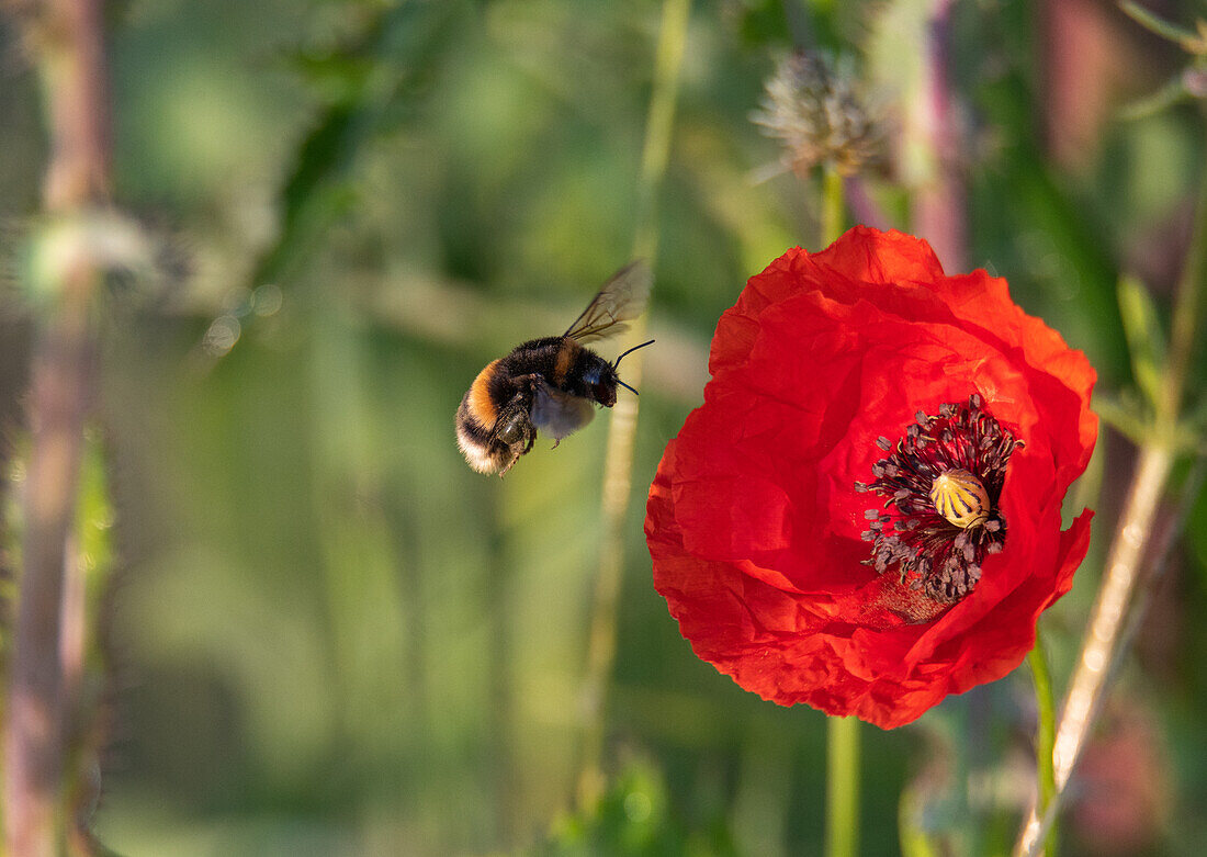 Dusky bumblebee (Bombus terrestris) on corn poppy (Papaver rhoeas), flower meadow, Natura 2000 protected area Salzachauen, Salzburg, Austria