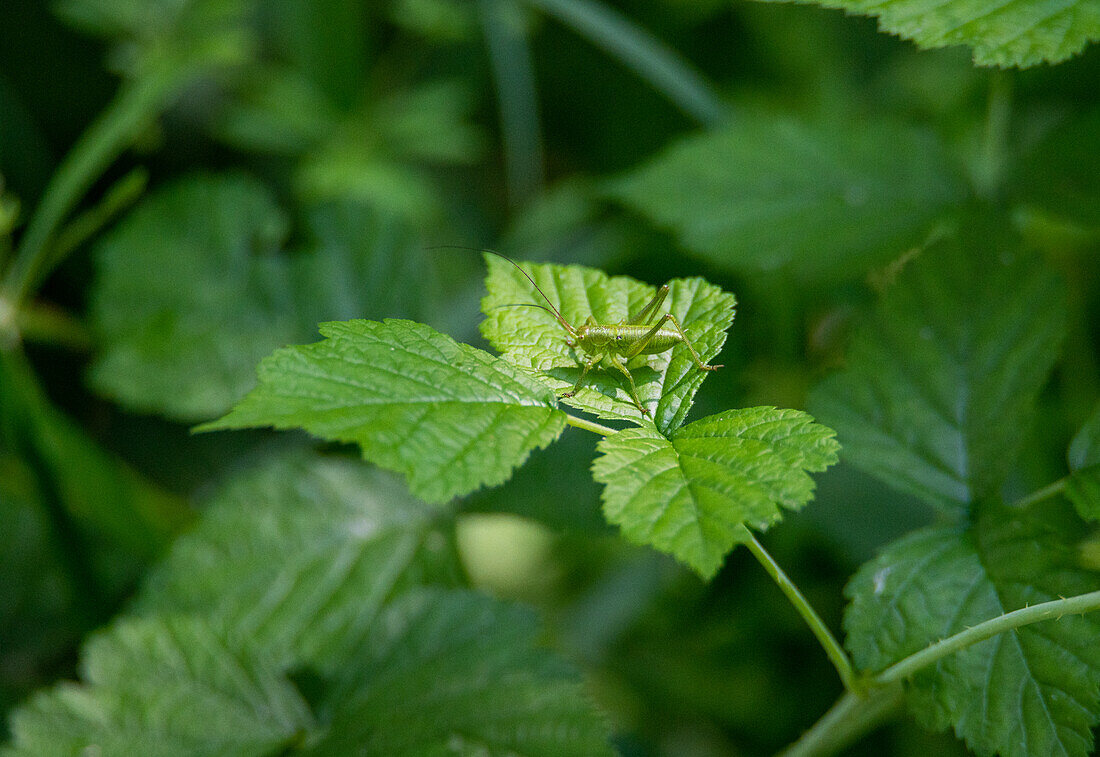 Spotted cricket (Leptophyes punctatissima), in mixed deciduous forest in Salzburg, Austria