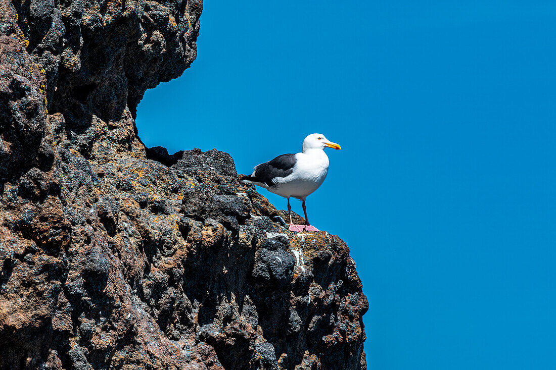 Blick auf eine Möwe auf der Insel Anacapa von einem Boot im Channel-Islands-Nationalpark, Kalifornien, USA