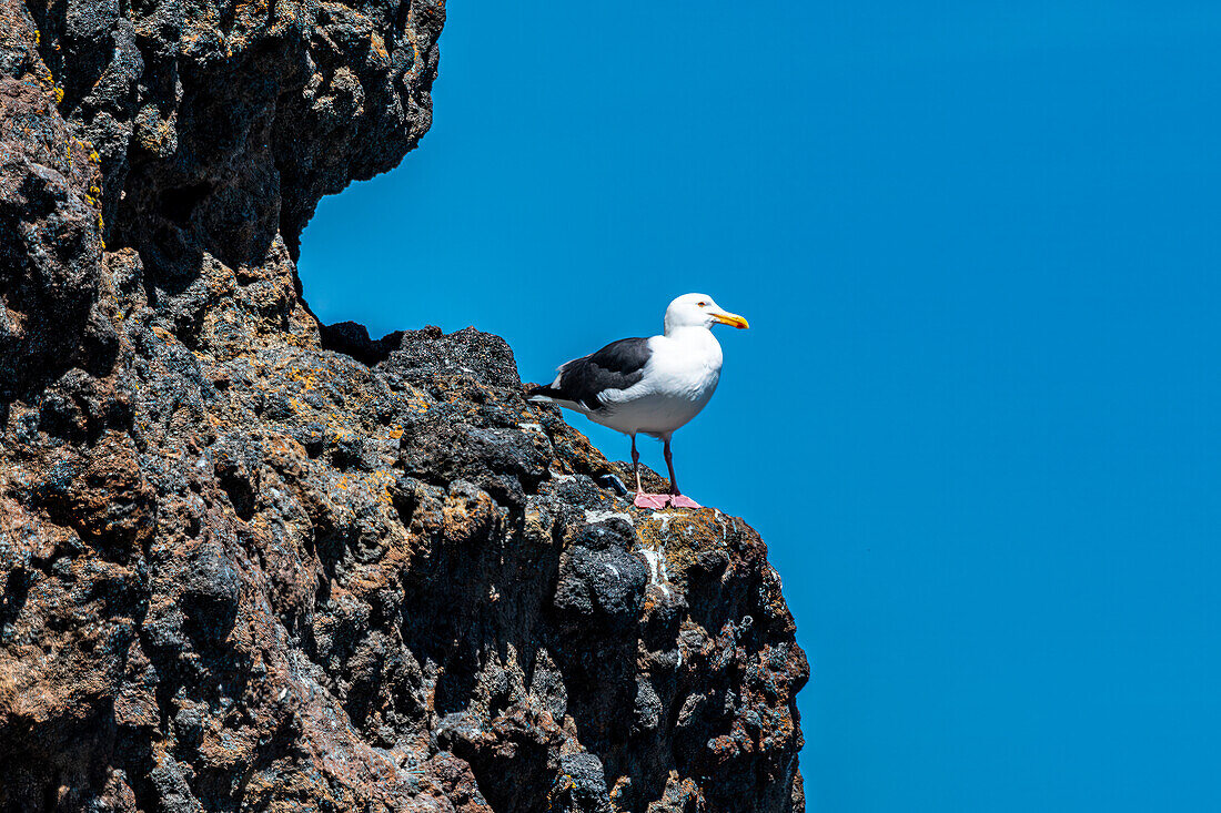 Views of a sea gull on Anacapa Island from a boat in Channel Islands National Park