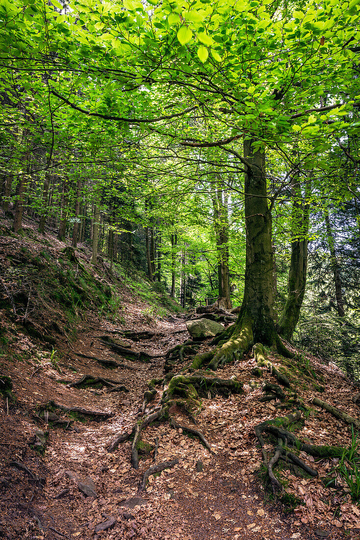 Hiking trail to the Teufelskammern, Loffenau, Black Forest, Baden-Württemberg, Germany