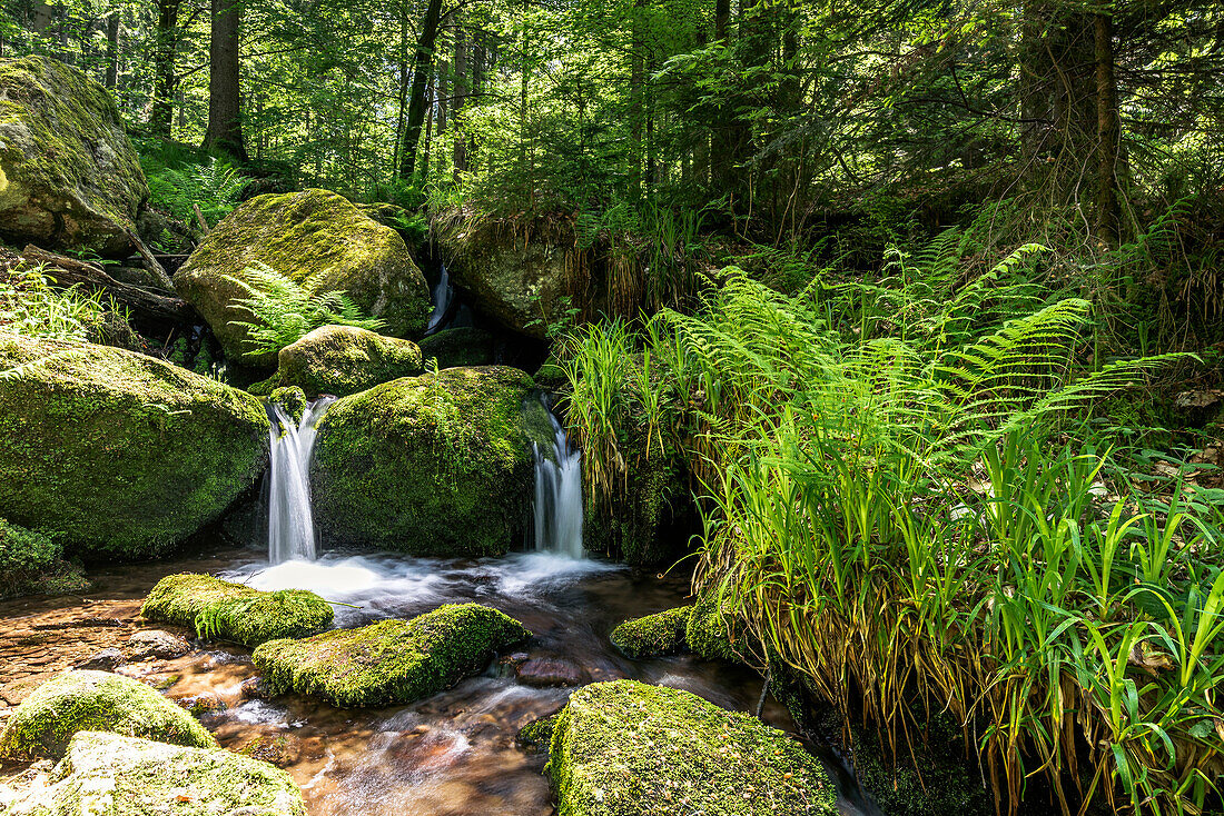 Ferns, moss and grasses at the Gertelbach Waterfalls, Bühlertal, Black Forest, Baden-Württemberg, Germany
