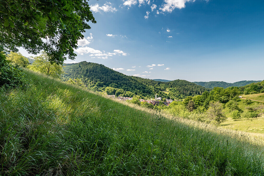 Sommerwiese mit dem Dorf Lautenbach im Hintergrund, Gernsbach, Schwarzwald, Baden-Württemberg, Deutschland