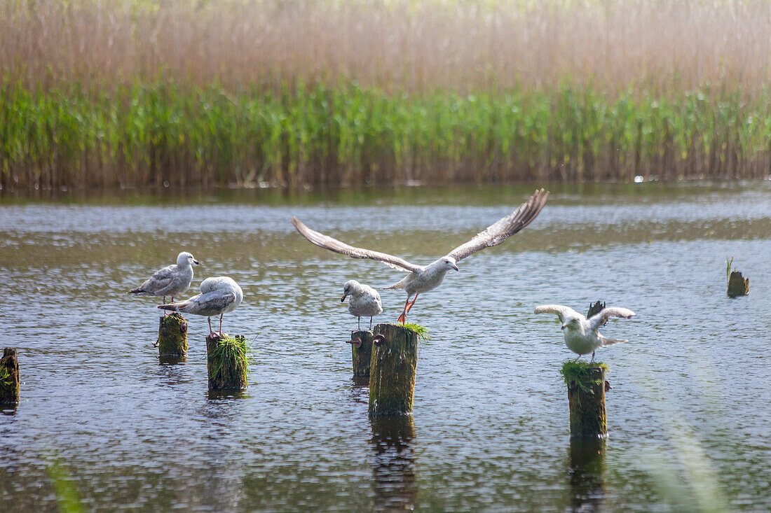 Seagulls at the Bodden near Zingst, Mecklenburg-Western Pomerania, Baltic Sea, North Germany, Germany