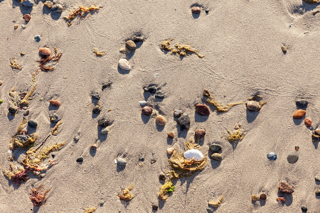 At the Darss West Beach, Mecklenburg-Western Pomerania, Baltic Sea, North Germany, Germany