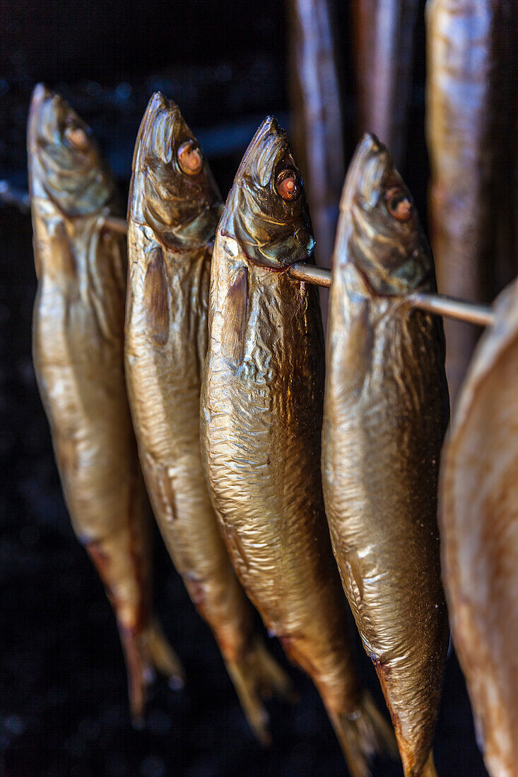 Räucherofen mit Makrelen in Prerow, Mecklenburg-Vorpommern, Ostsee, Norddeutschland, Deutschland
