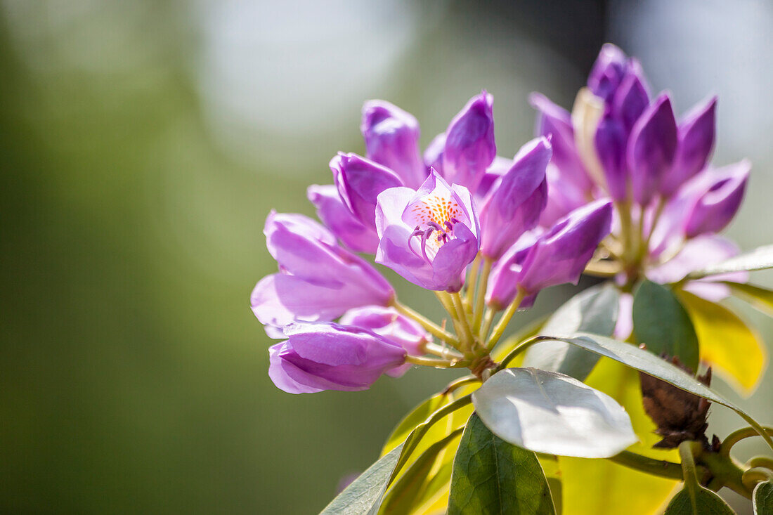 Rhododendron-Garten in Graal-Müritz, Mecklenburg-Vorpommern, Ostsee, Norddeutschland, Deutschland