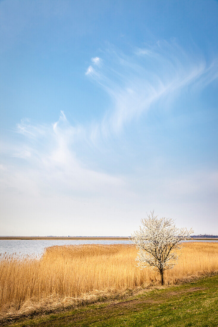 Reet und blühender Baum am Bodden bei Zingst, Mecklenburg-Vorpommern, Ostsee, Norddeutschland, Deutschland