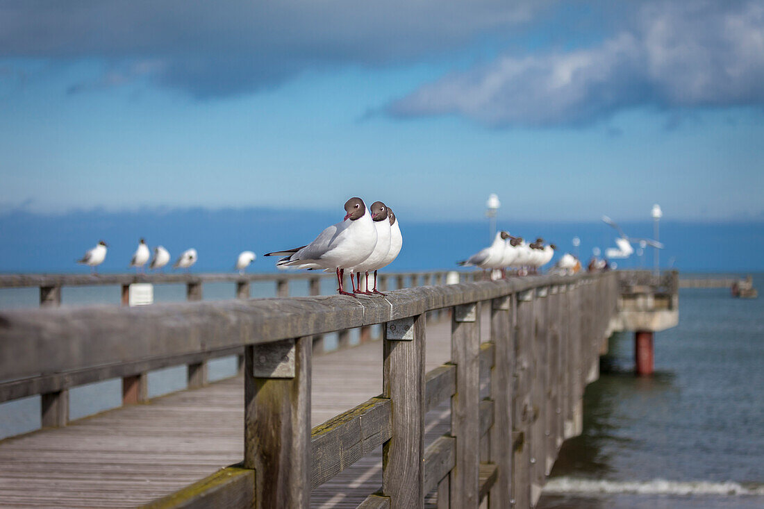 Lachmöwen (Chroicocephalus ridibundus) an der Seebrücke von Prerow, Mecklenburg-Vorpommern, Ostsee, Norddeutschland, Deutschland