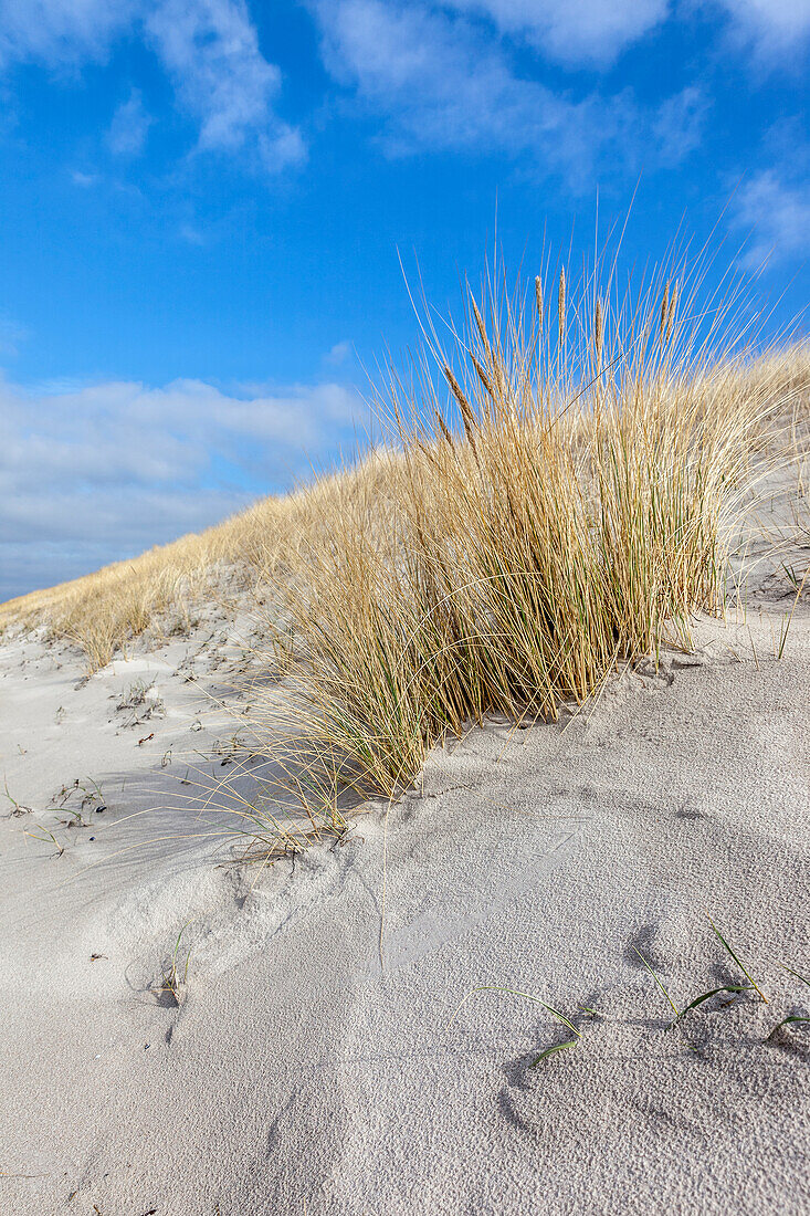 Dünen und Strandgras am Strand von Dierhagen, Mecklenburg-Vorpommern, Ostsee, Norddeutschland, Deutschland