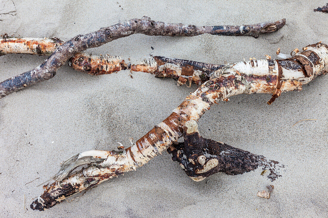Driftwood from birch trees on Darss West Beach, Mecklenburg-Western Pomerania, Baltic Sea, North Germany, Germany