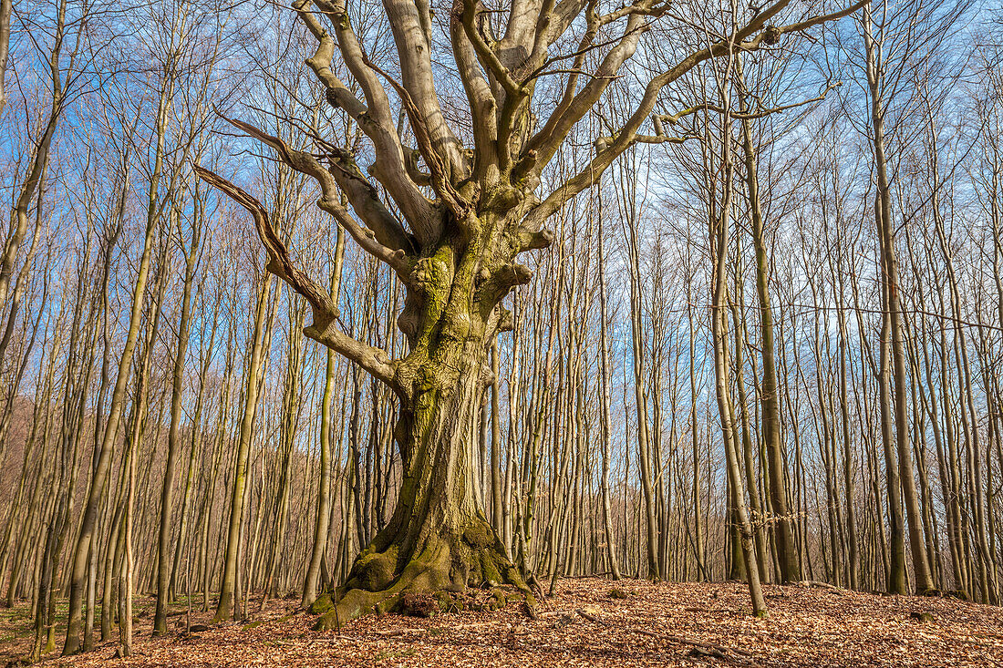 Knorrige alte Eiche im Wald bei Sellin auf Rügen, Mecklenburg-Vorpommern, Ostsee, Norddeutschland, Deutschland