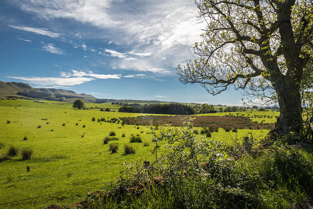 Grüne Weiden und Fintry Hills beim Dorf Fintry, Stirling, Schottland, Großbritannien