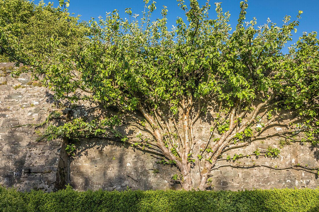 Rosneath Walled Garden, Helensburgh, Argyll and Bute, Schottland, Großbritannien