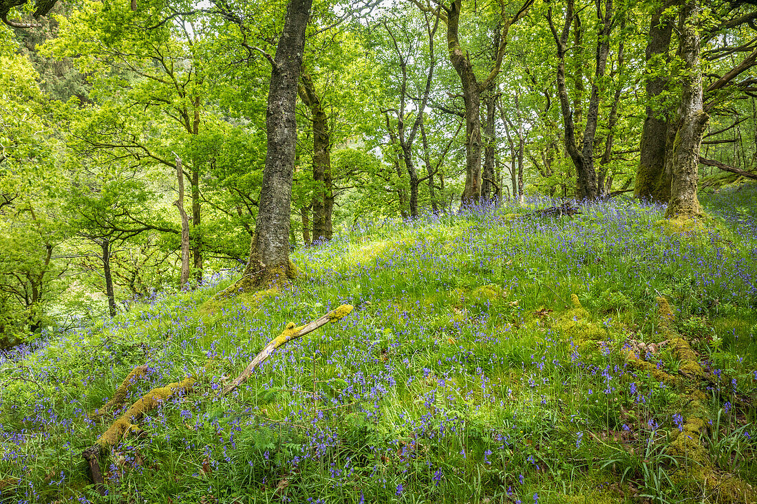 Bluebells im Wald im Loch Lomond and The Trossachs National Park, Stirling, Schottland, Großbritannien