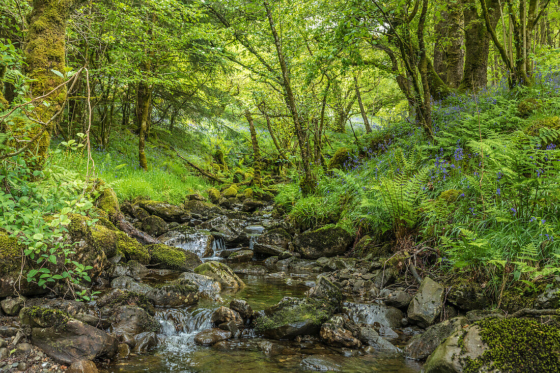 Waldbach bei Loch Chon im Loch Lomond and The Trossachs National Park, Stirling, Schottland, Großbritannien