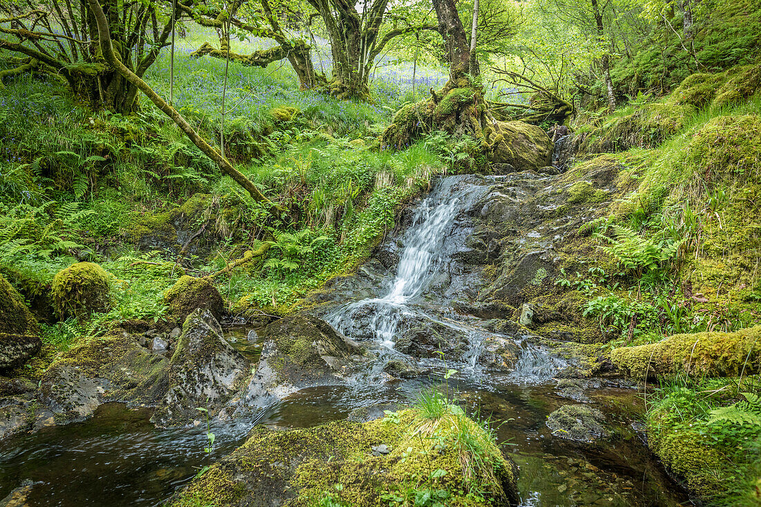 Waldbach bei Loch Chon im Loch Lomond and The Trossachs National Park, Stirling, Schottland, Großbritannien