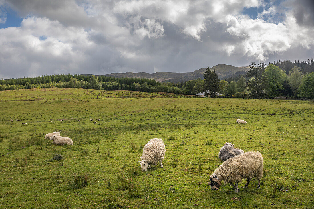 Sheep grazing by Loch Achray, Stirling, Scotland, UK