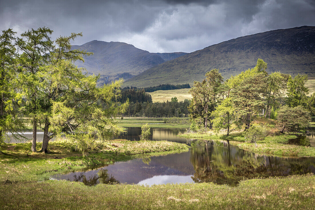 Bauminsel im Loch Tulla am Südrand von Rannoch Moor, Argyll and Bute, Schottland, Großbritannien