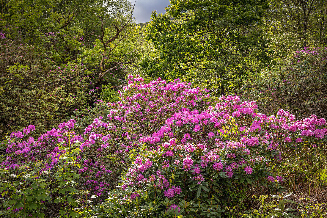 Wilde Rhododendron im Glen Etive, Highlands, Schottland, Großbritannien