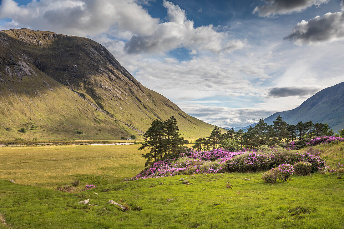 Wild Rhododendrons in Glen Etive, Highlands, Scotland, UK