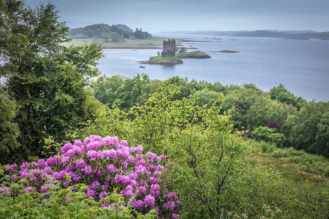 Blick zum Castle Stalker am Loch Linnhe, Appin, Argyll and Bute, Schottland, Großbritannien