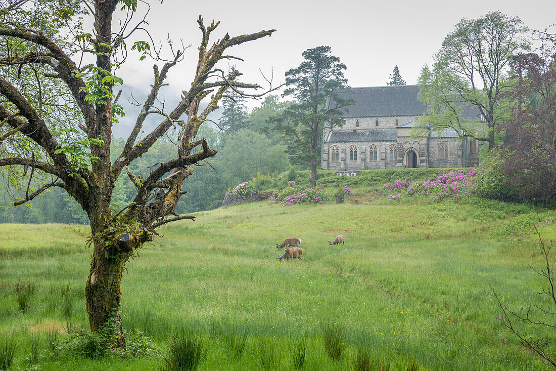 Grasende Hirsche vor der Glenfinnan Church St. Mary, Highlands, Schottland, Großbritannien