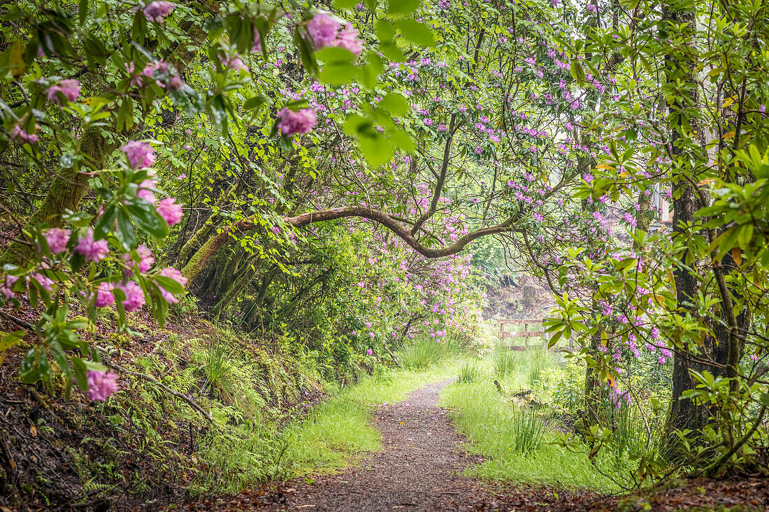 Forest path at Glenfinnan Church St Mary, Highlands, Scotland, UK