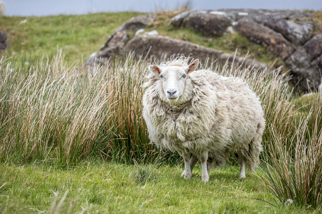 Flock of sheep at Dunvegan, Isle of Skye, Highlands, Scotland, UK
