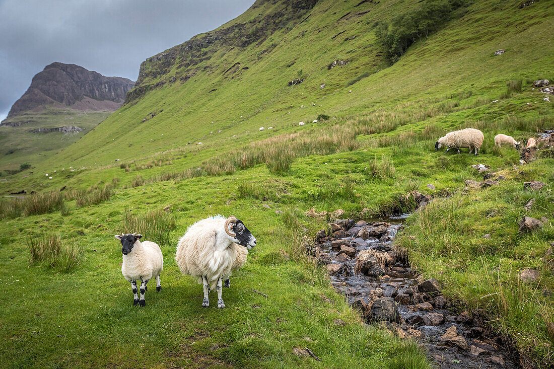 Schafe am Bach Sleadale Burn, Talisker Bay, Isle of Skye, Highlands, Schottland, Großbritannien