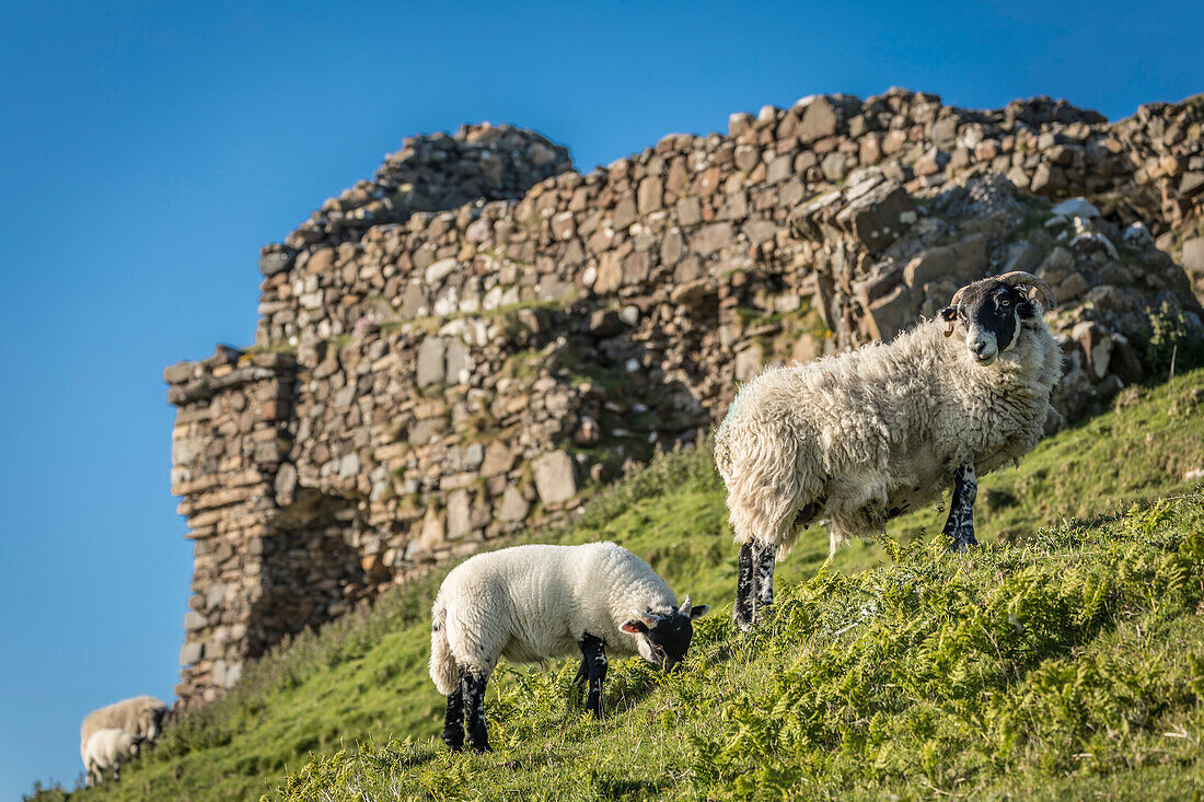 Schafe an den Ruinen von Duntulm Castle im Norden der Trotternish Halbinsel, Isle of Skye, Highlands, Schottland, Großbritannien