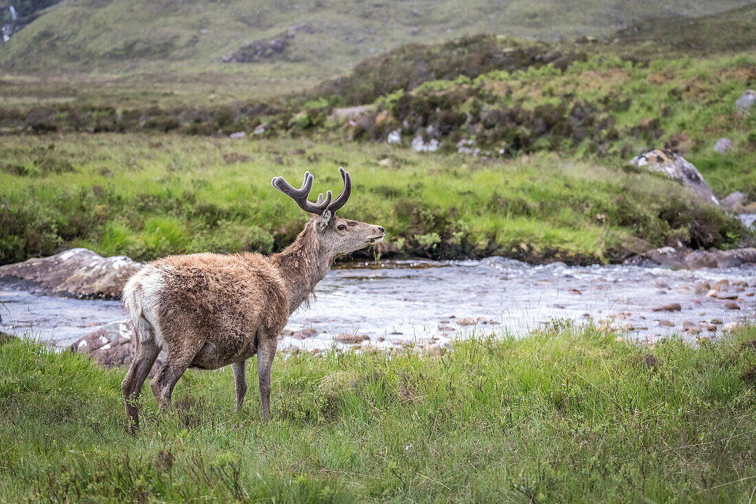 Hind in Beinn Eighe National Park near Torridon, Wester Ross, Highlands, Scotland, UK