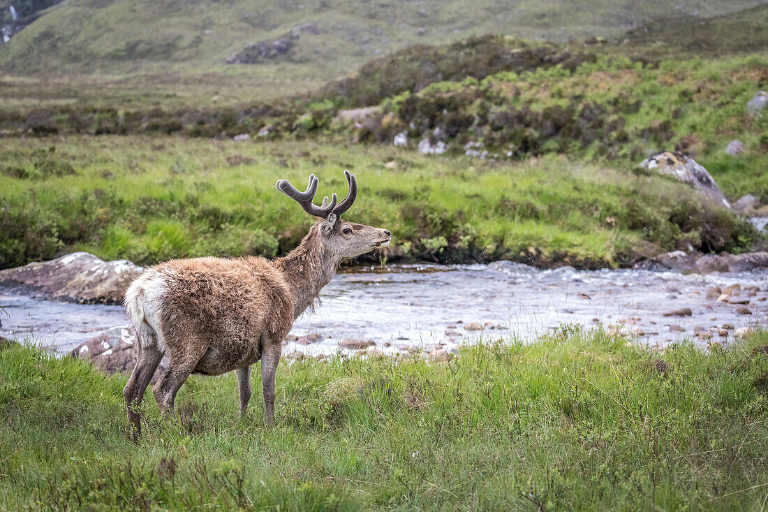 Hirschkuh im Beinn Eighe National Park nahe Torridon, Wester Ross, Highlands, Schottland, Großbritannien